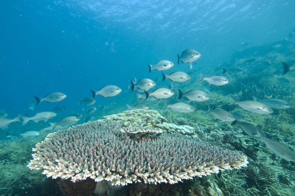 Coral 1.jfif